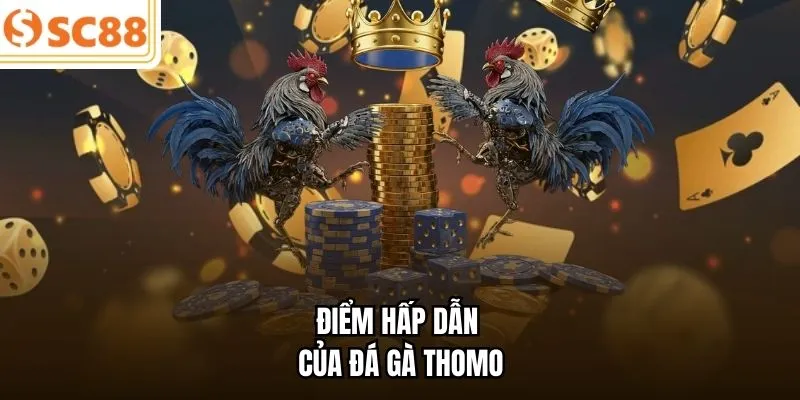 Điểm hấp dẫn của đá gà Thomo
