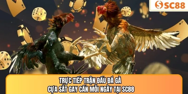 Trực Tiếp Trận Đấu Đá Gà Cựa Sắt Gay Cấn Mỗi Ngày Tại SC88